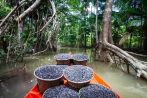 Açaí o Fruto Amazônico