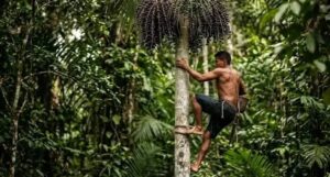 Açaí o Fruto Amazônico