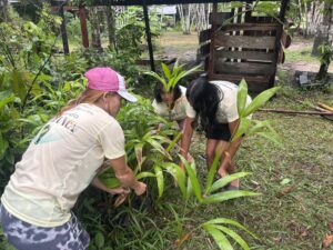 Plantando esperança