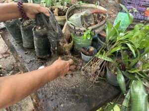 Plantando esperança